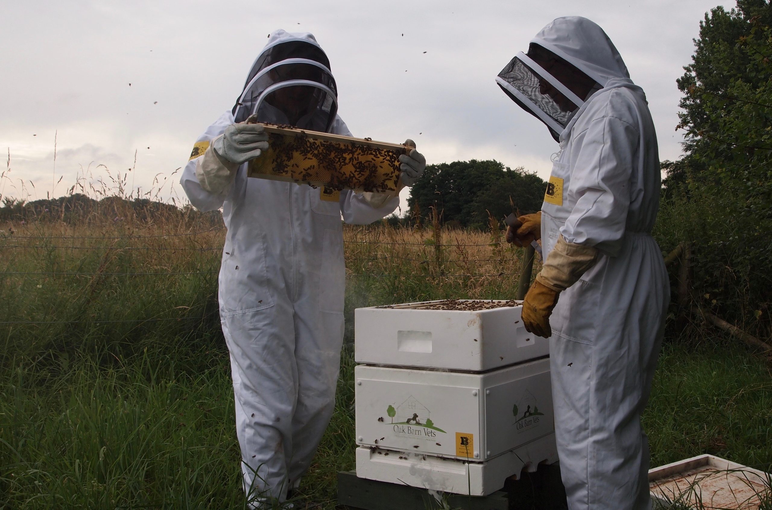 Veterinary practice adopts beehive