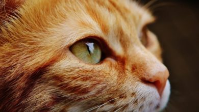 Pet Business Euromonitor