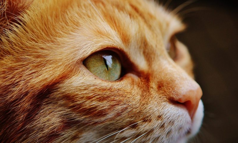 Pet Business Euromonitor