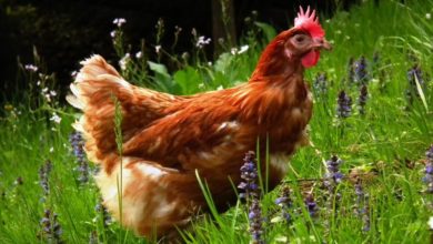 Profits double for pet food manufacturer