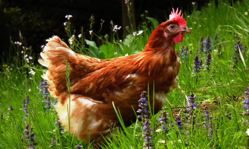 Profits double for pet food manufacturer