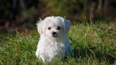 Charity launches Puppy Pledge