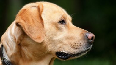 More children scared of dogs than lions