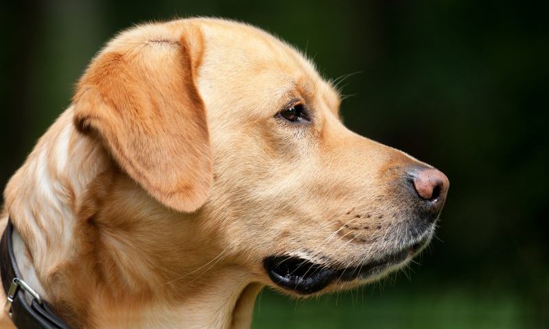 More children scared of dogs than lions