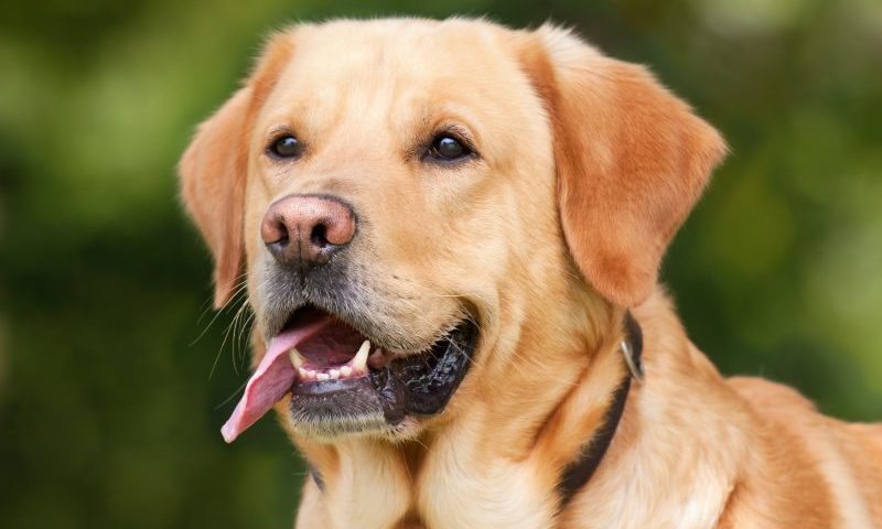 Head of animal charity sacked for ‘gross misconduct’