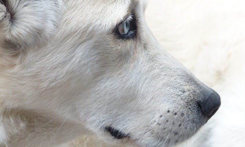 Vets asked to watch out for domestic abuse