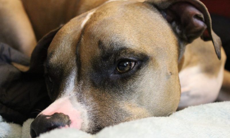 Battersea calls for review of Dangerous Dogs Act