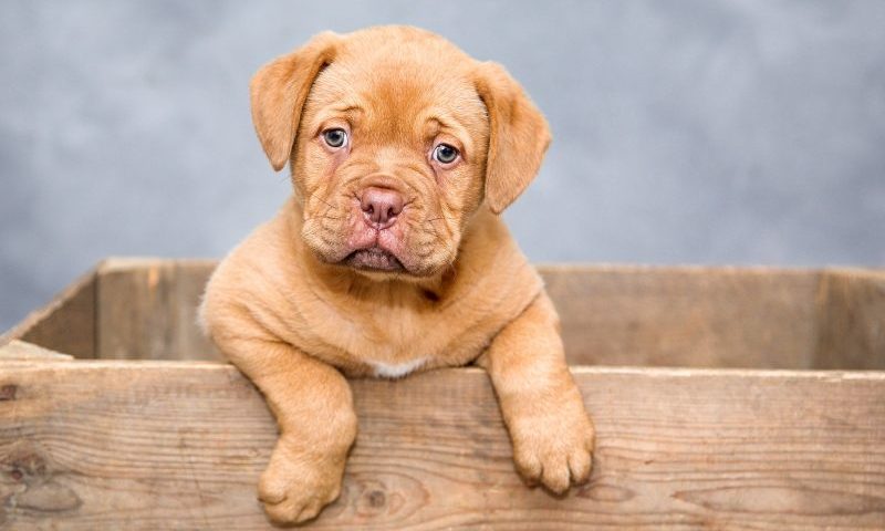 Dog breeder fined for fake pedigree scam