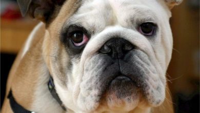 Calls for English bulldog cross-breeding