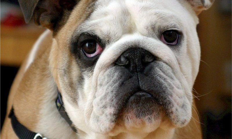 Calls for English bulldog cross-breeding