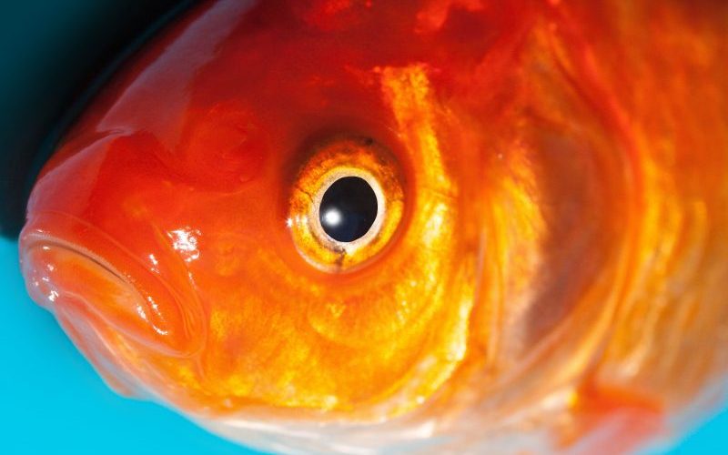 Aquarian recalls fish flakes due to Salmonella