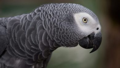 Most expensive pet revealed