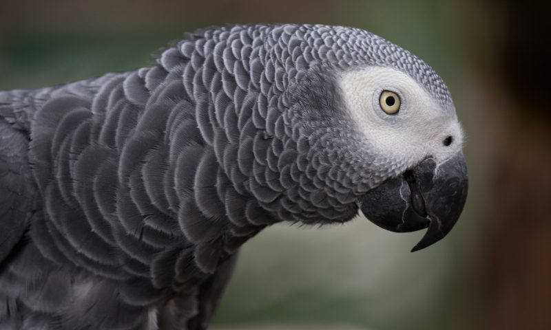 Most expensive pet revealed