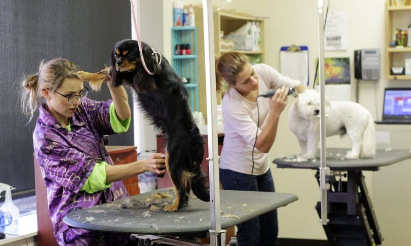 Mobile pet groomers boost industry