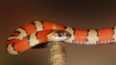 Exotic pets rescued over five years up by 74 percent