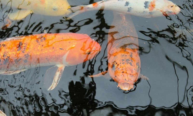 Pond barley straw is not a biocide, confirms HSE