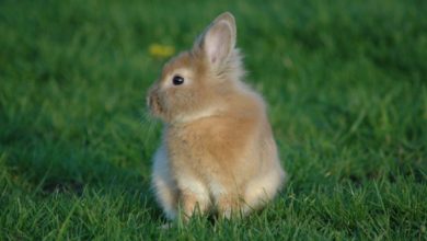 Vaccine hunted for deadly rabbit disease