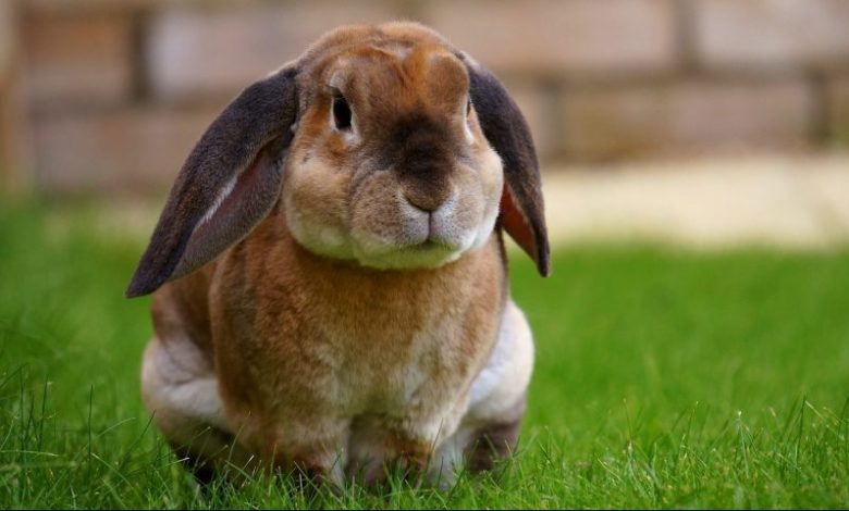 Rabbit Pet Business