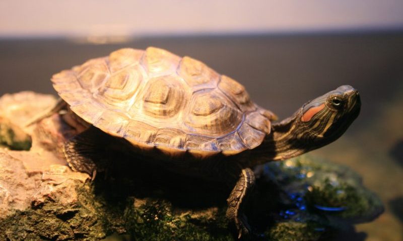 Red-eared sliders banned in the UK