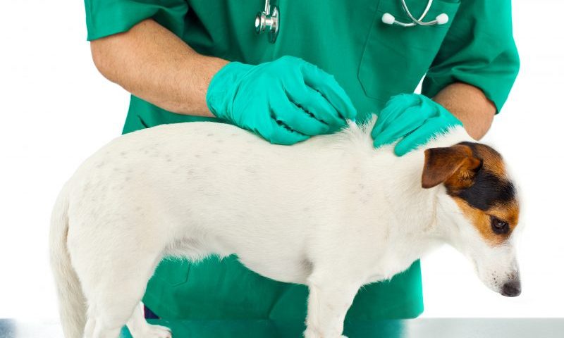 DEFRA confirms microchipping regulations