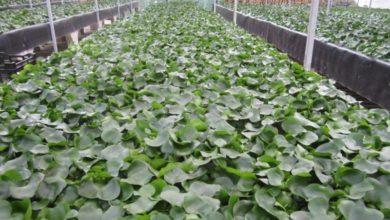 Popular pond plant banned from sale