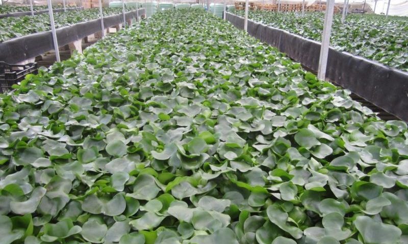 Popular pond plant banned from sale