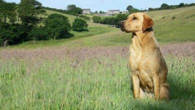 Laughing Dog promotes dog-friendly holidays