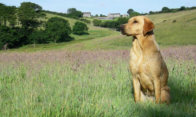 Laughing Dog promotes dog-friendly holidays