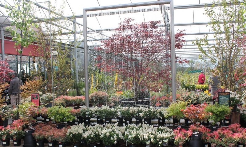 GCA reveals finalists in Ruxley Rose competition