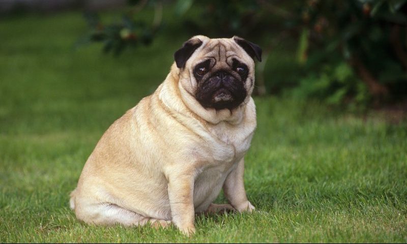 Over a third of owners say dog is overweight, survey finds