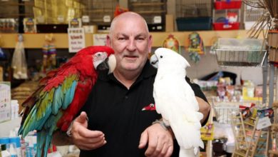 Pet Trade Parrots