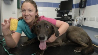 Dog has luck escape after swallowing a corn on the cob