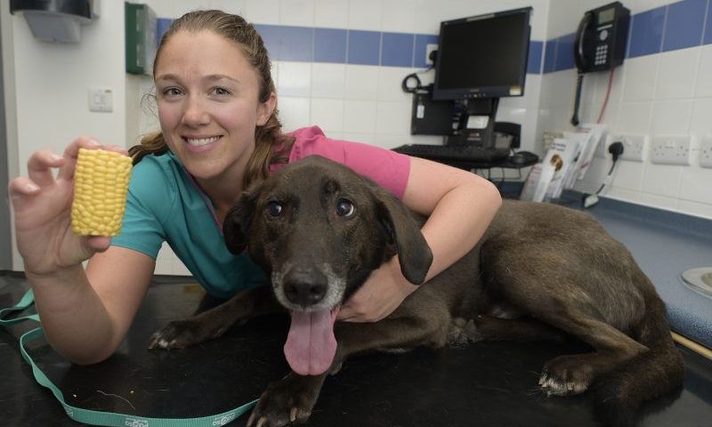 Dog has luck escape after swallowing a corn on the cob