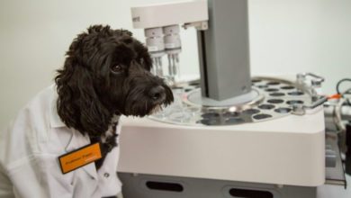 Electronic tongue used to test pet food