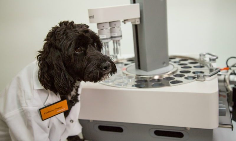 Electronic tongue used to test pet food