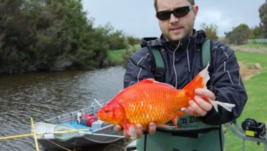 Owners releasing goldfish into rivers warned about the impact