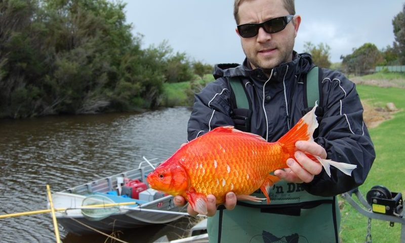 Owners releasing goldfish into rivers warned about the impact