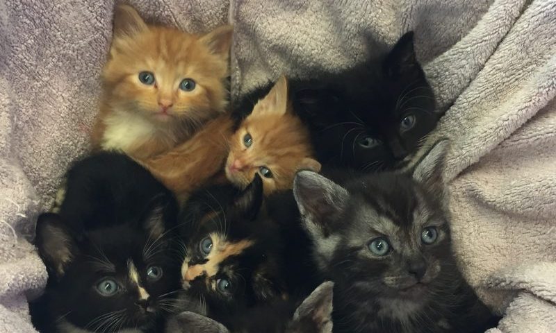 Huge increase of pets left unprotected against fleas