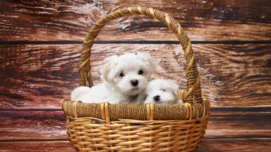 Trading Standards issue warning about illegally imported puppies
