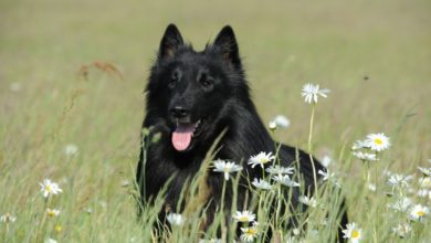 Eukanuba advises retailers about obesity