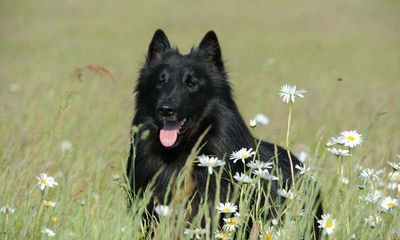 Eukanuba advises retailers about obesity