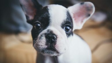 MedicAnimal launches new ‘VIP’ loyalty scheme