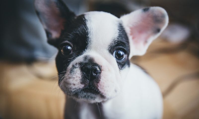 MedicAnimal launches new ‘VIP’ loyalty scheme