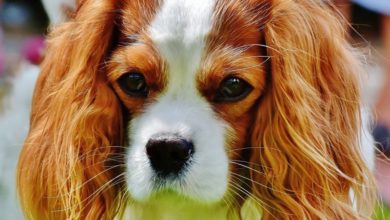 Most popular pet names revealed
