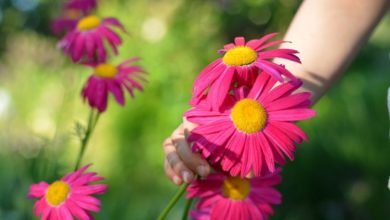 GIMA Greenfingers Garden Centres