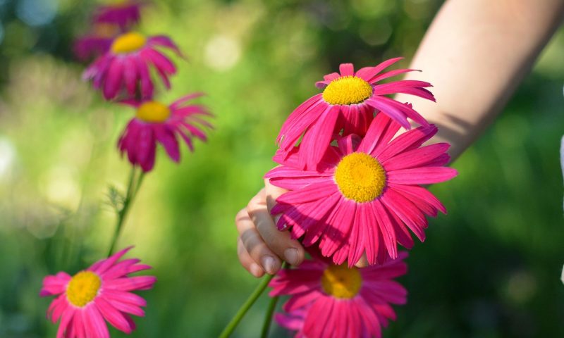 GIMA Greenfingers Garden Centres