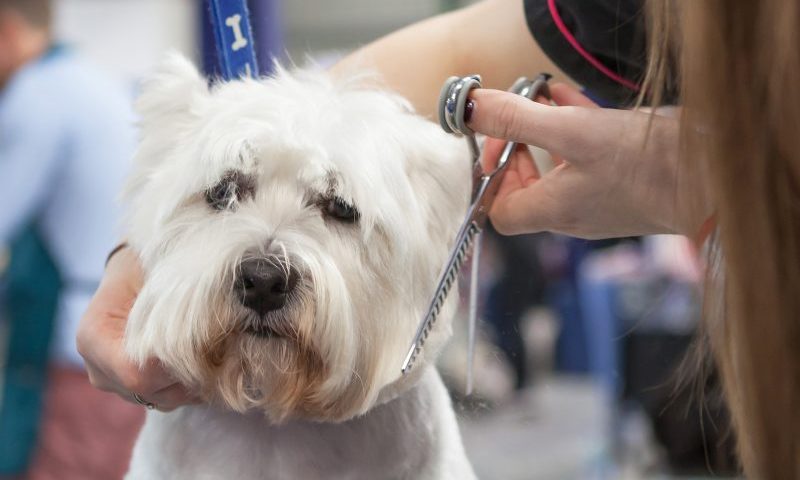 Four Paws Groom School expands business