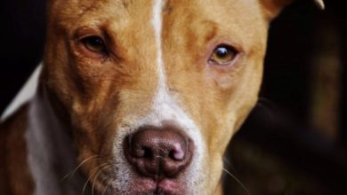 New report highlights problems with Dangerous Dogs Act