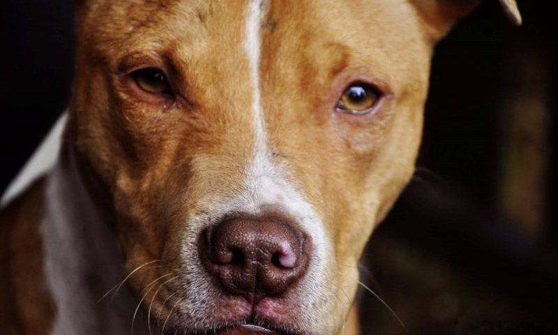 New report highlights problems with Dangerous Dogs Act