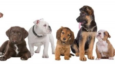 Pets at Home under-fire from dog owner